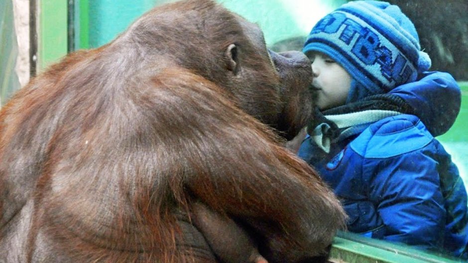 Медведь в ушанке