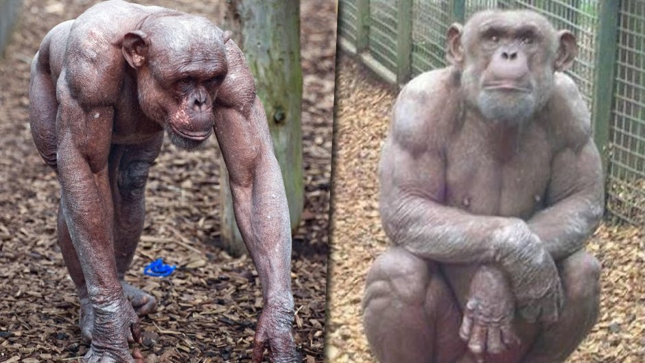 Дикие люди приколы с надписью