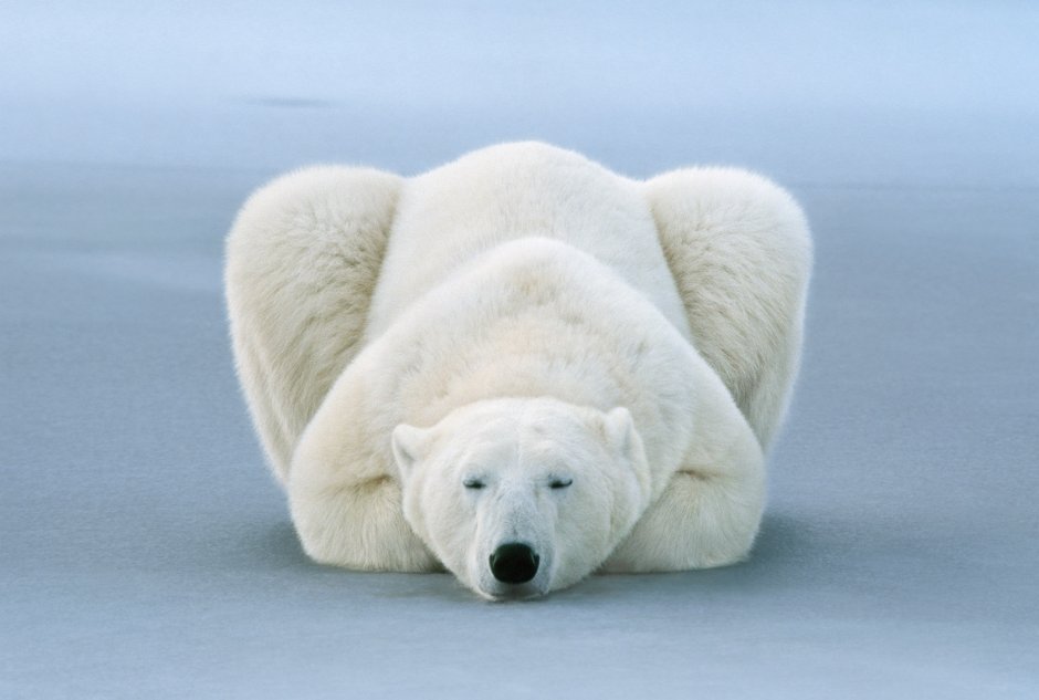 Полярный медведь National Geographic