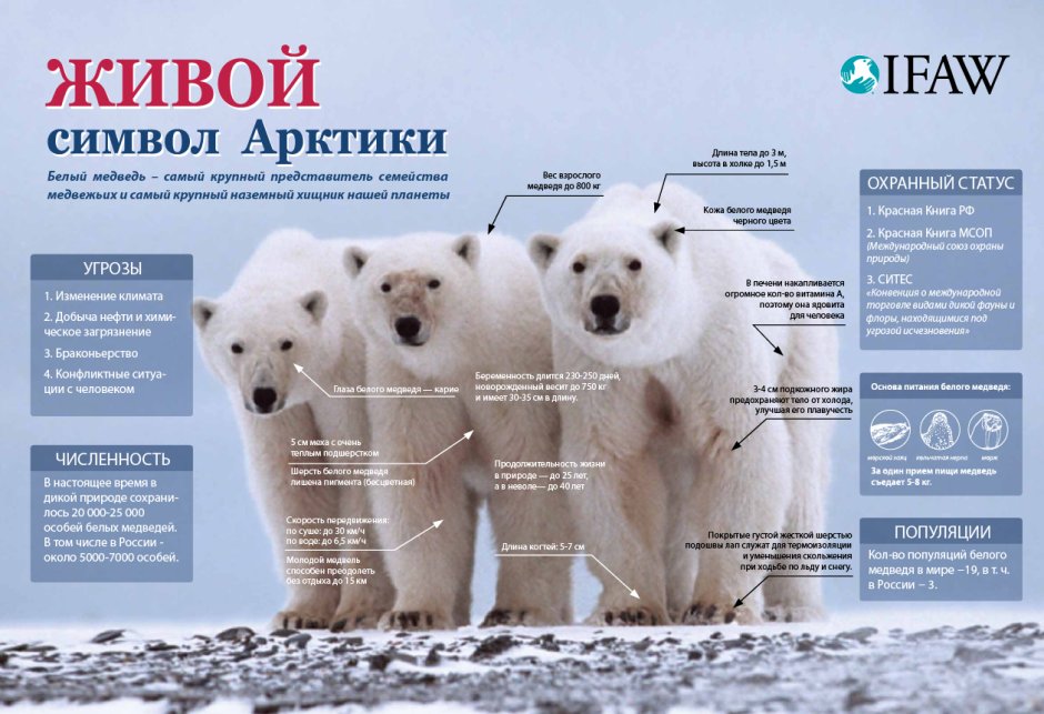 Сохраним белого медведя