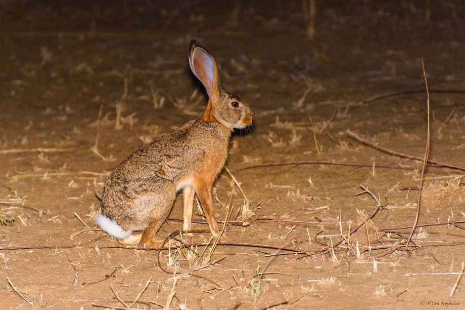 Lepus microtis