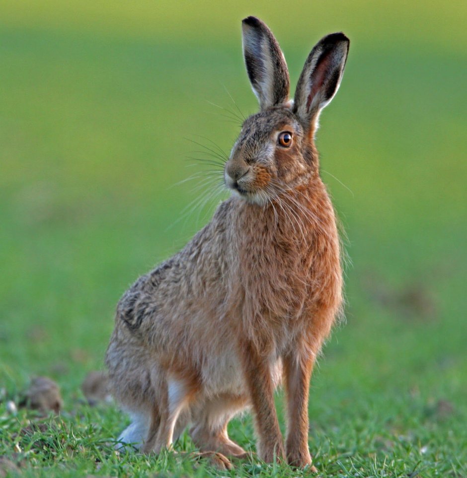 Bunolagus monticularis