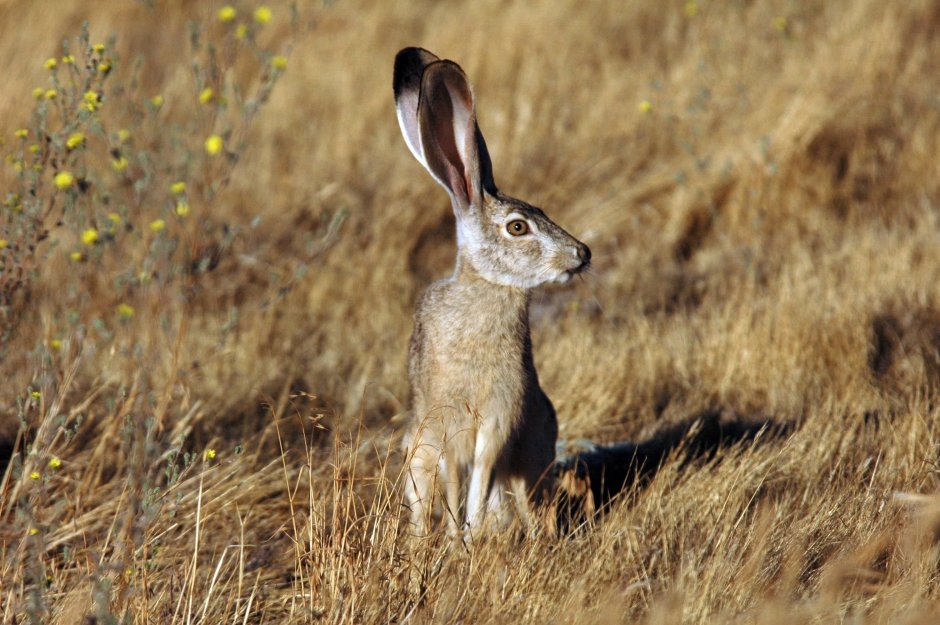 Антилоповый заяц (Lepus alleni)