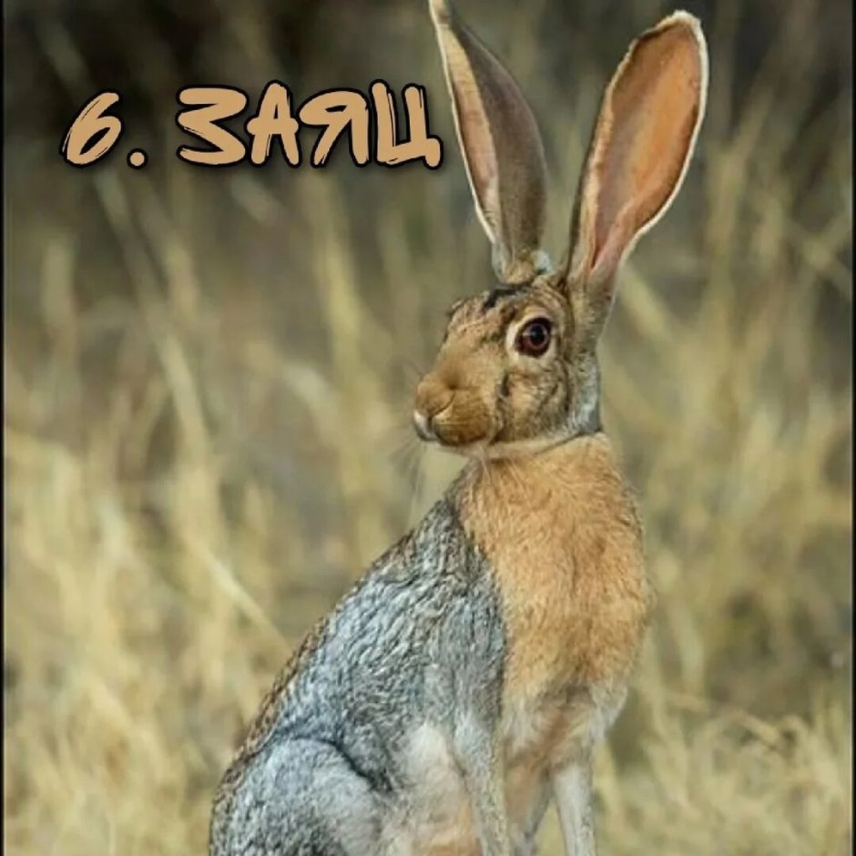 Индийский заяц