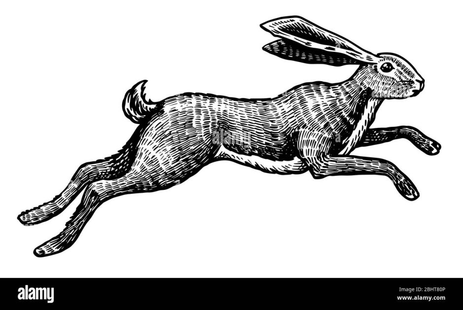 Картинка Hase