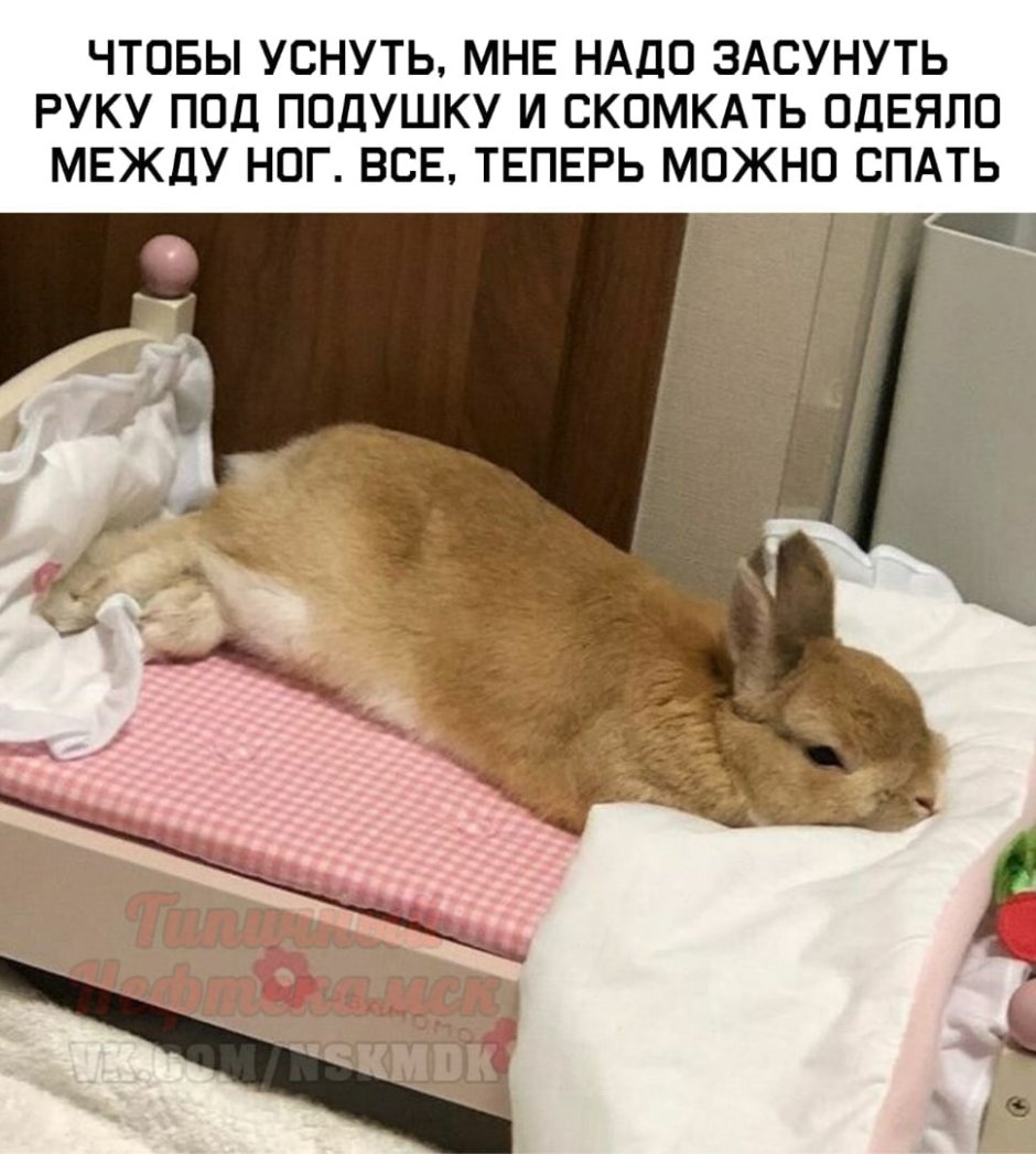 Кролик спит
