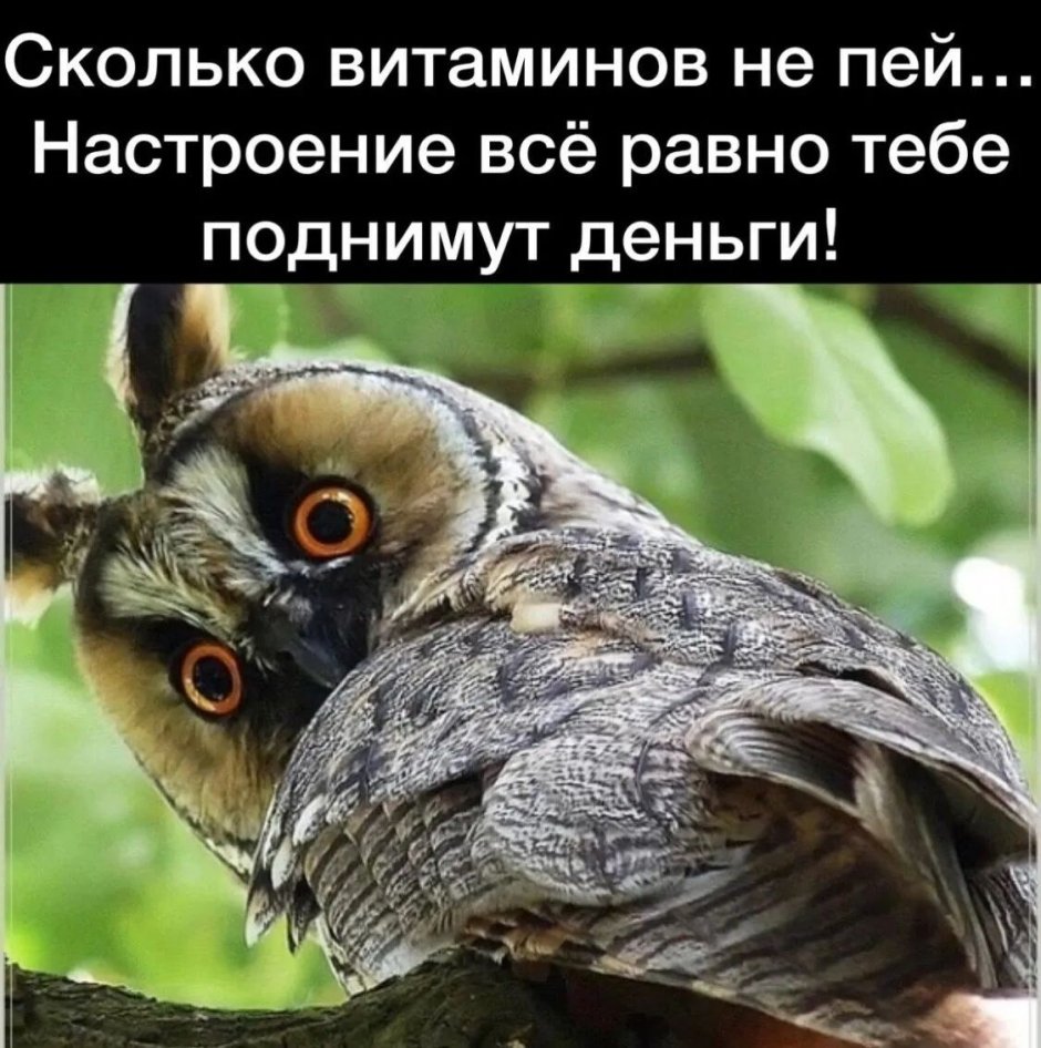 Чудные Совы