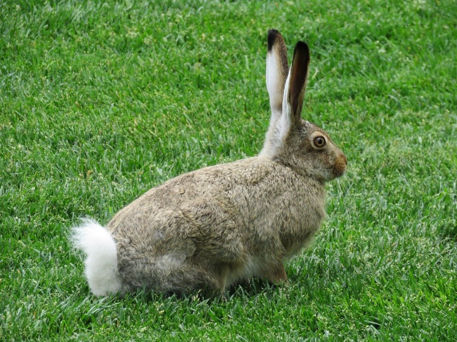 Lepus californicus
