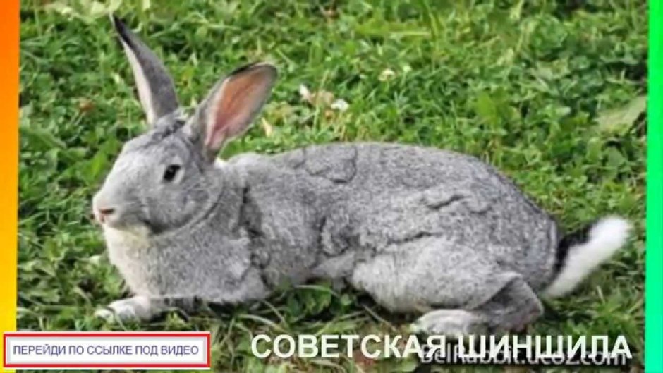Кролик Эстетика