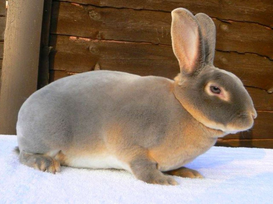 Тушканчик Северцова