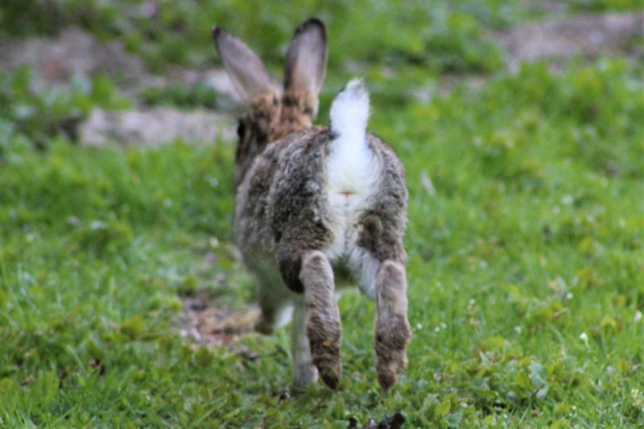 Lepus заяц