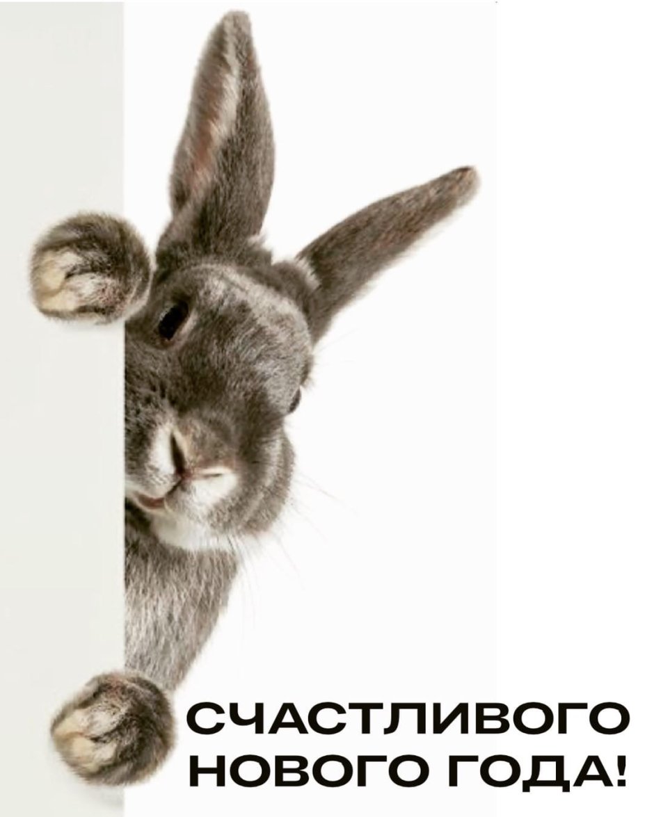 Continental giant Rabbit