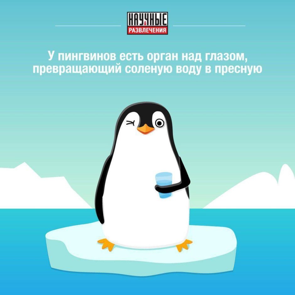 Счастливый Пингвин