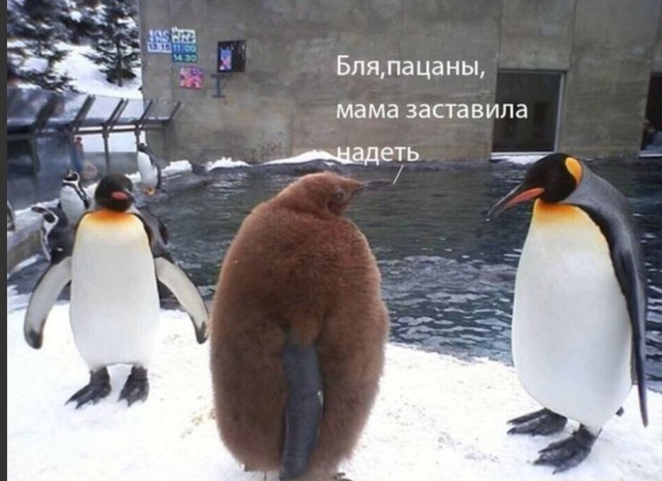 Мое тотемное животное