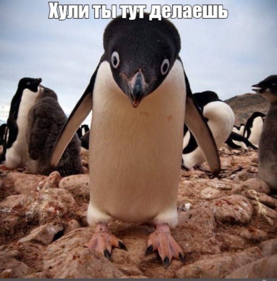 Пингвин смешно