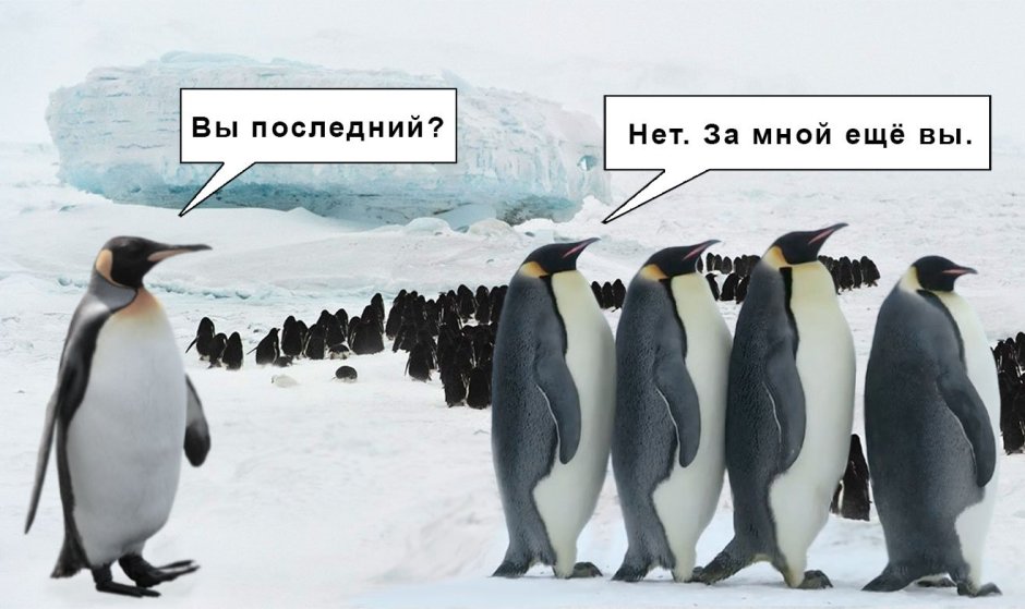 Прикольные пингвины