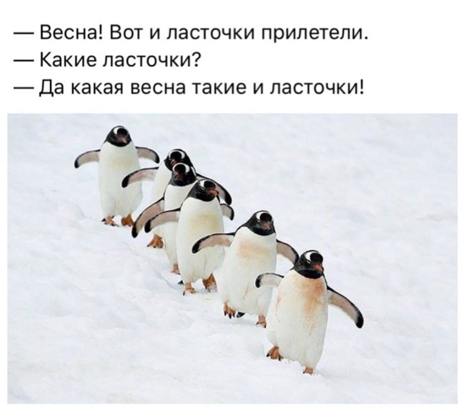 Толстый Пингвин