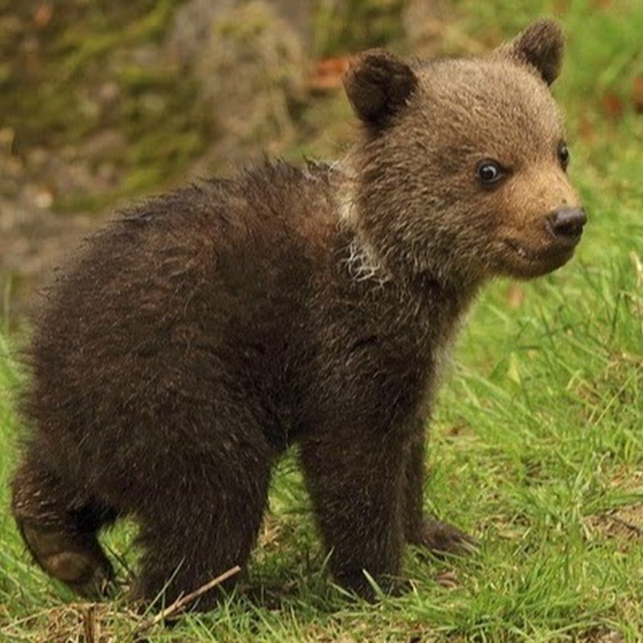 Маленькие бурые медвежата