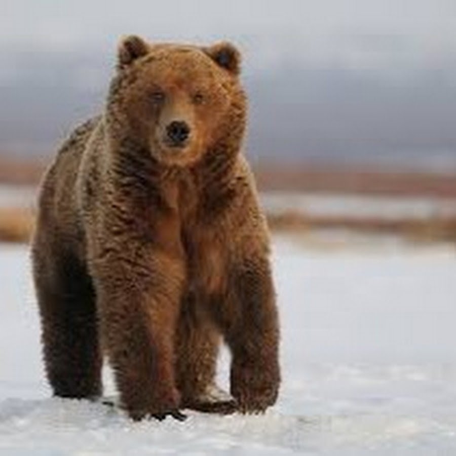 Сибирский бурый медведь