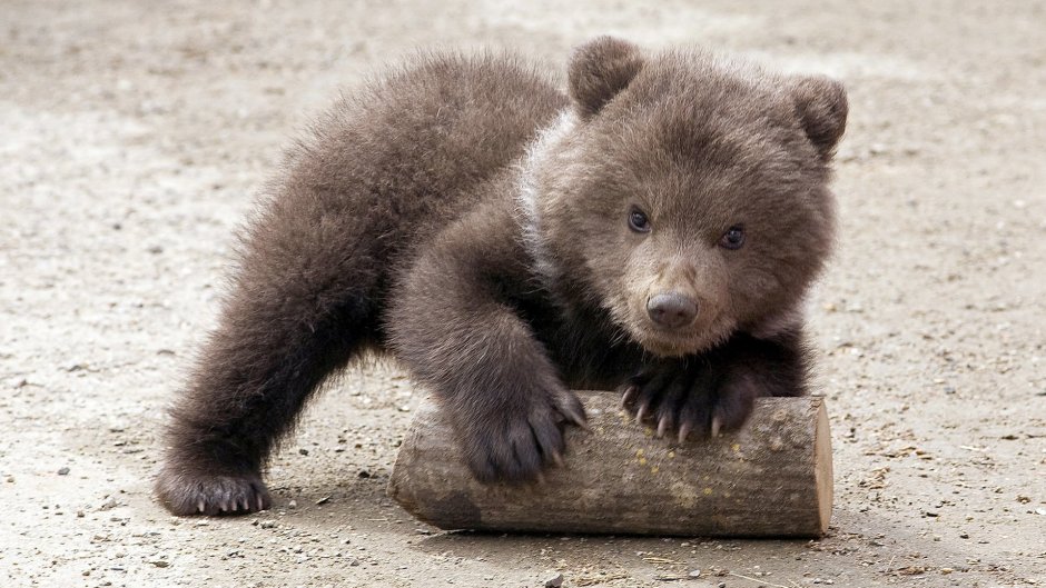 Медведь косолапый