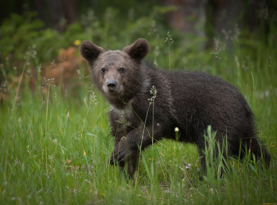 Медведь Гризли маленький
