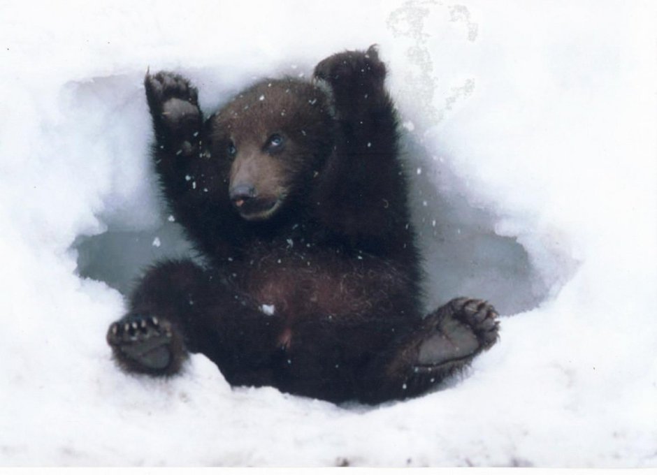 Медведь зимой в берлоге