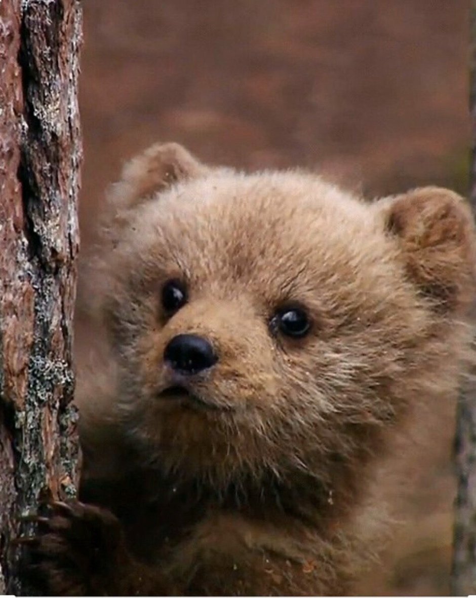 Красивый Медвежонок