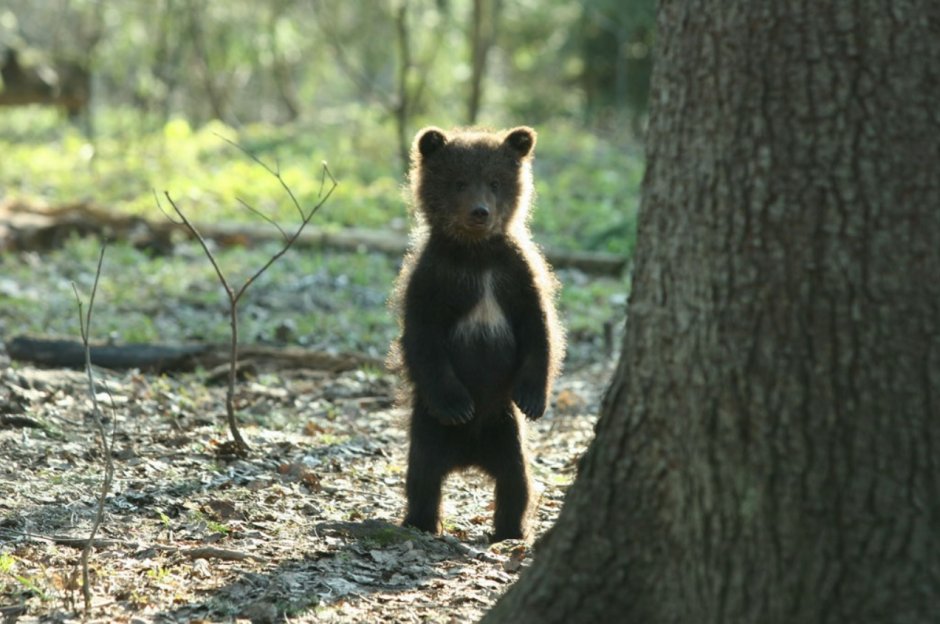 Неуклюжий Медвежонок
