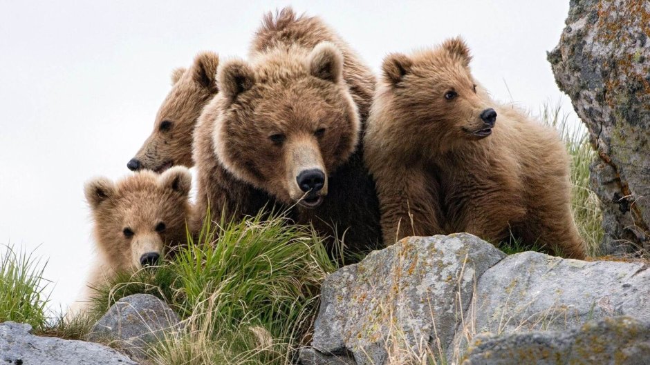 Стая медведей