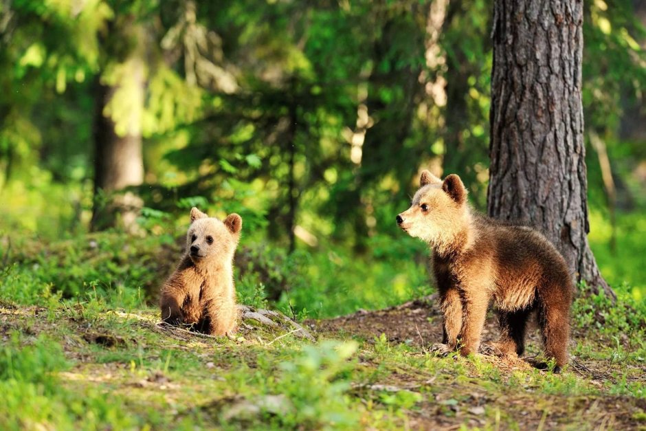 Милые мишки в лесу