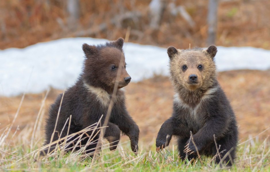 Медвежонок для детей