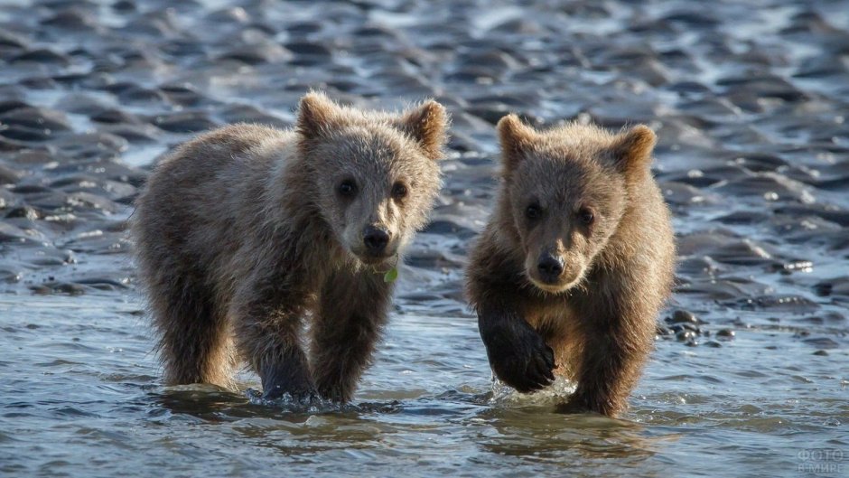 Маленький Медвежонок сидит