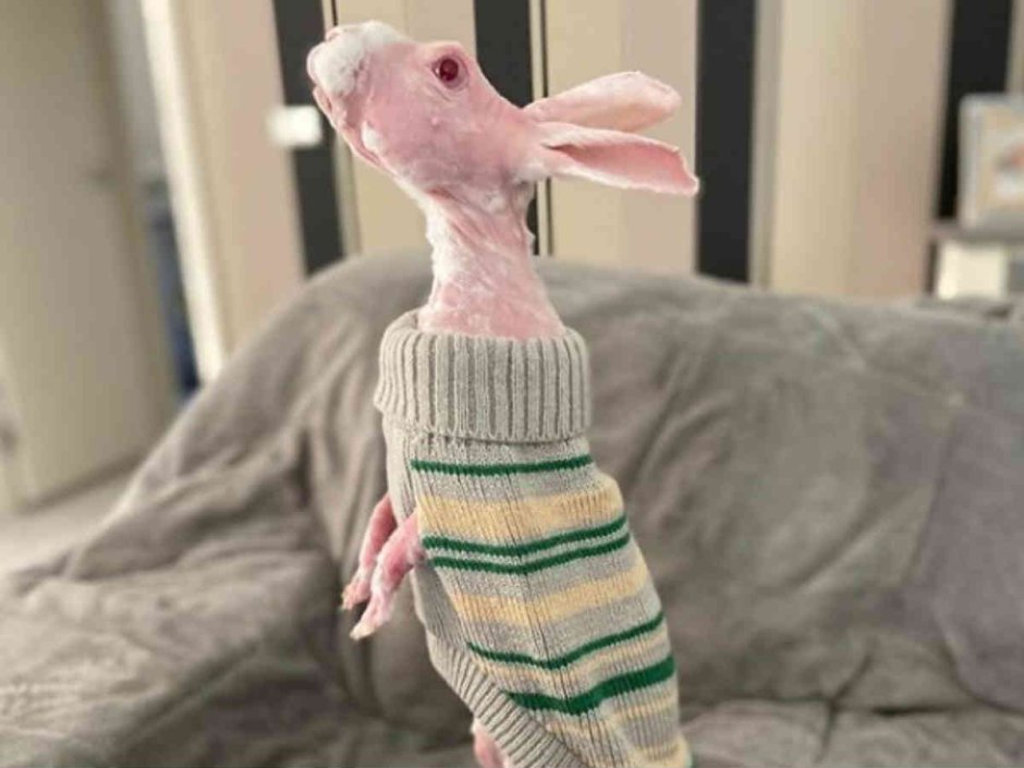 Лысый кролик за компом