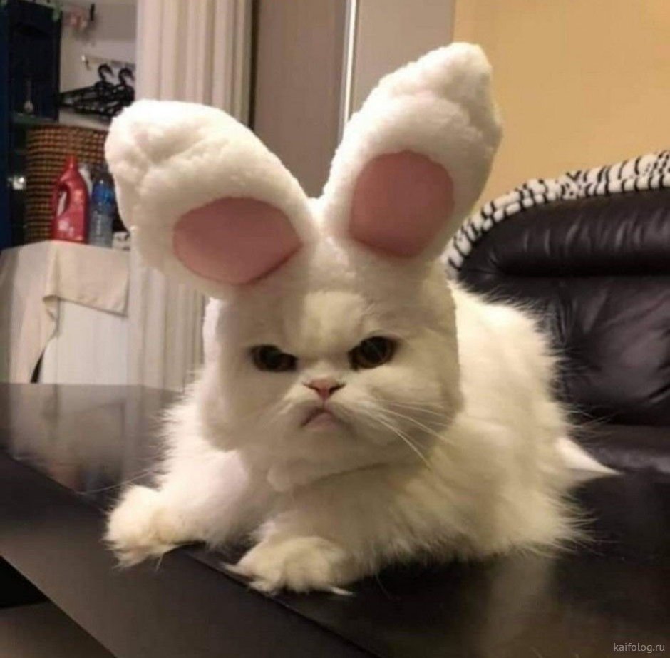 Спящий сфинкс