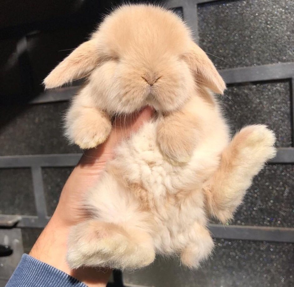 Кот с ушами зайца