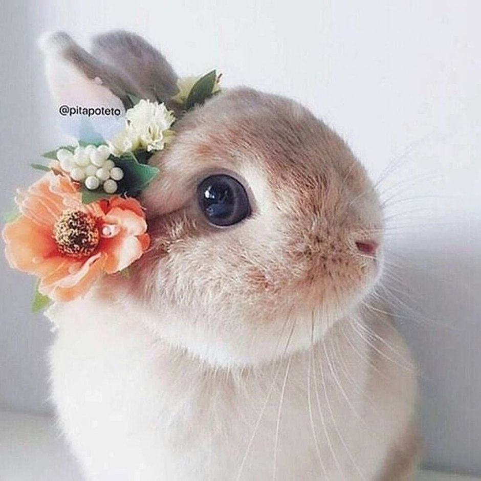 Обиженный зайчик