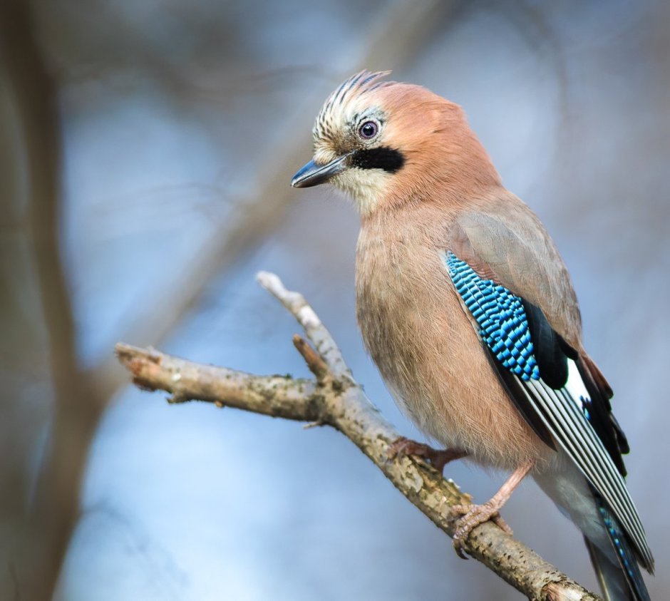 Cyanoptila cyanomelana