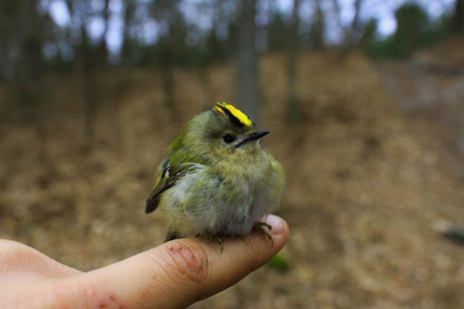 Птица Yellow Rumped Warbler