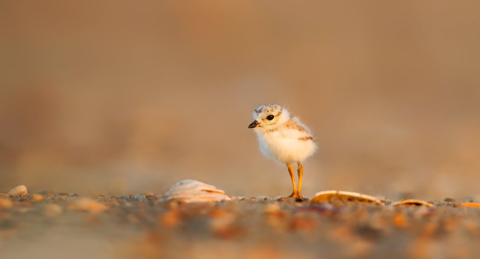 Птица Splendid Wren