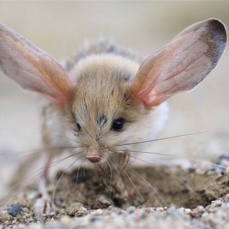 Китайский Длинноухий тушканчик