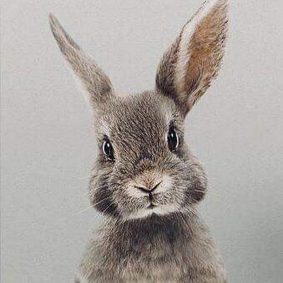 Ушастый Длинноухий кролик