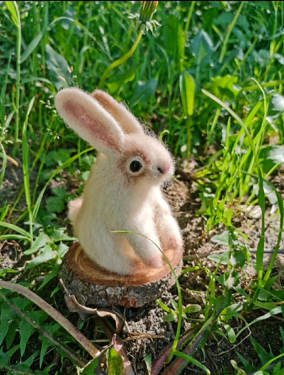 Чернохвостый заяц Северной Америки