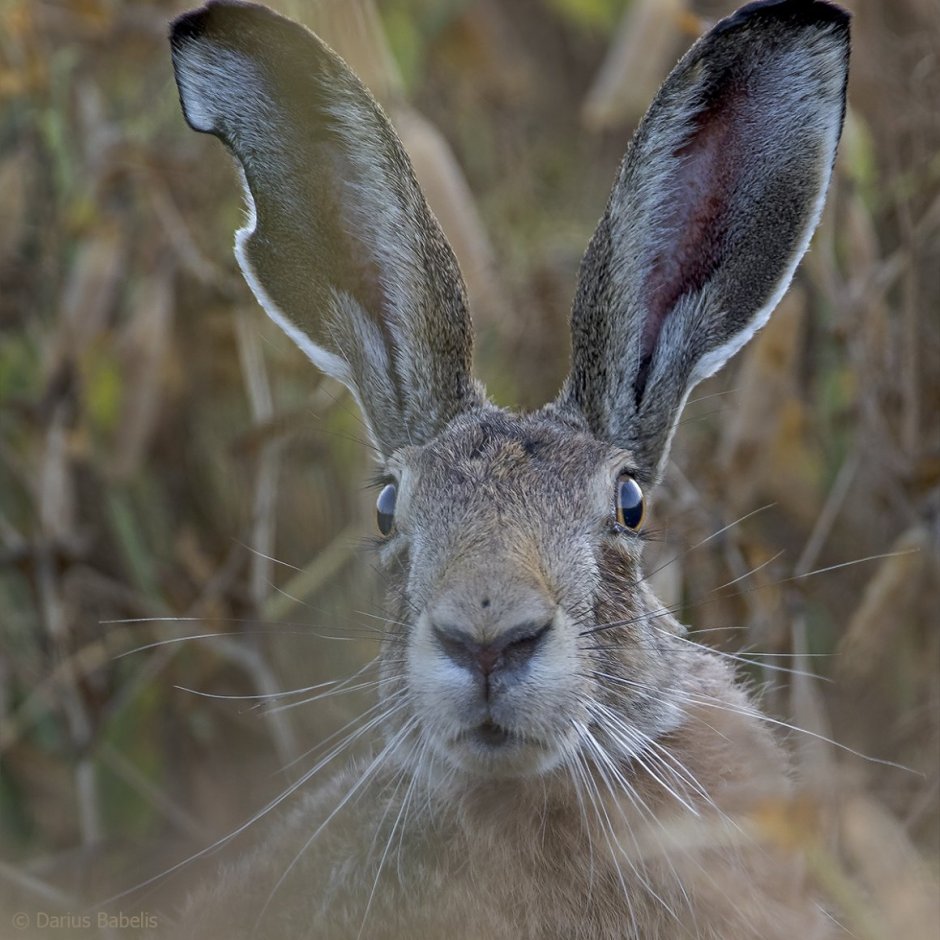 Заяц Беляк хвост