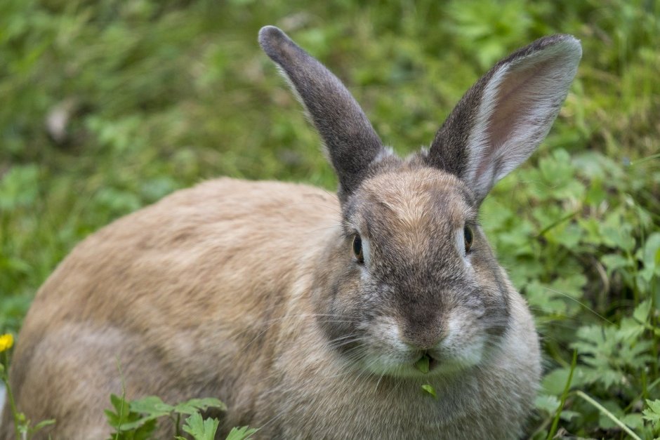 Зайцы большие Дикие