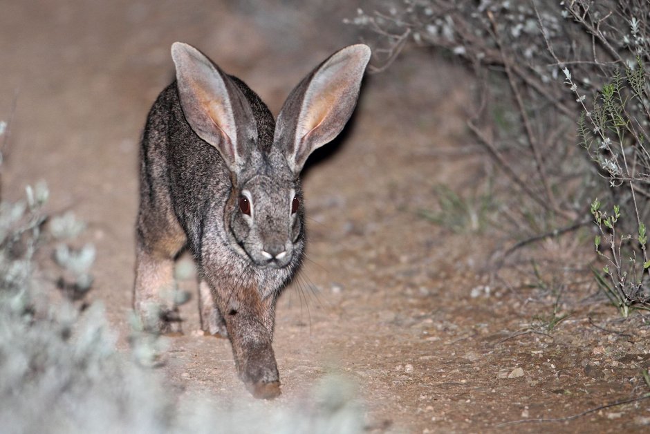 Тушканчик полевой