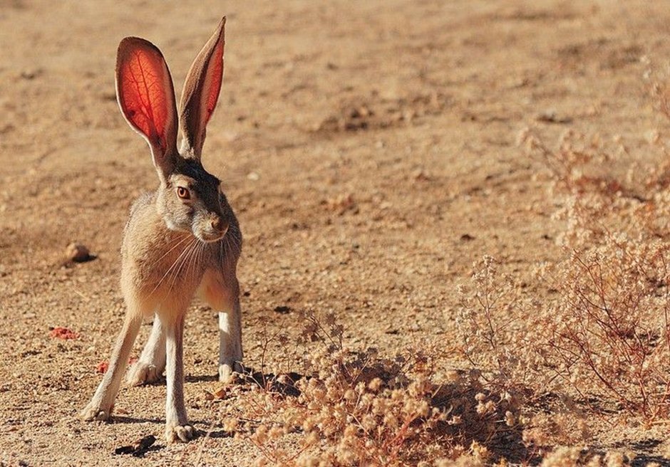 Ушастые зайчики игрушки