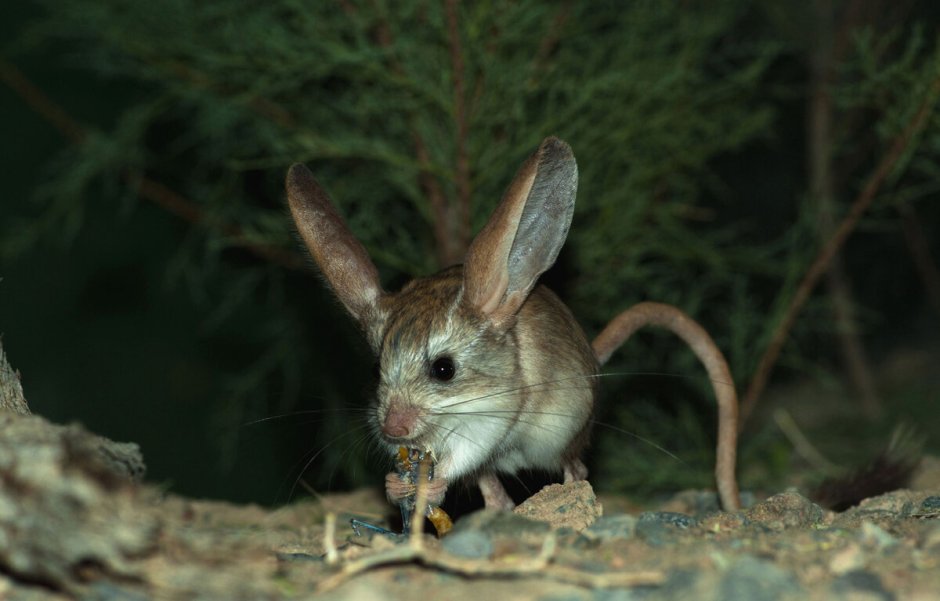 Карликовый трехпалый тушканчик