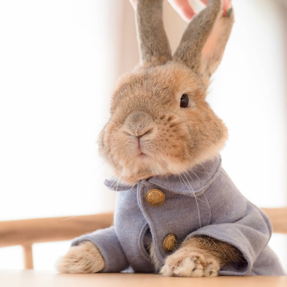 Дикие животные осенью заяц