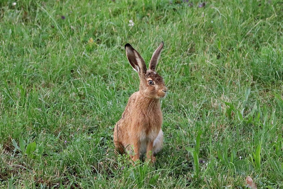 Вязаный бирюзовый заяц