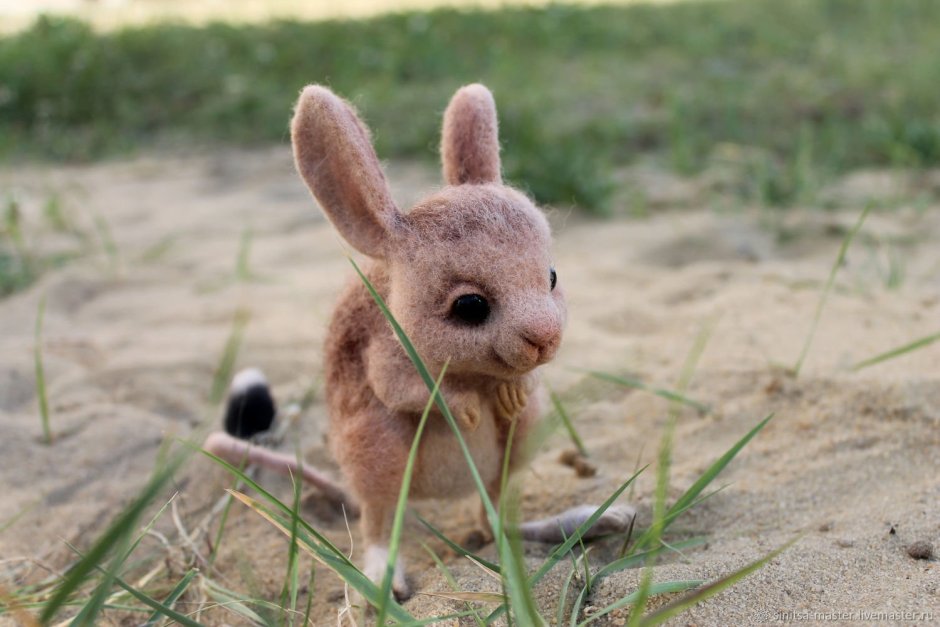 Тушканчик Степной